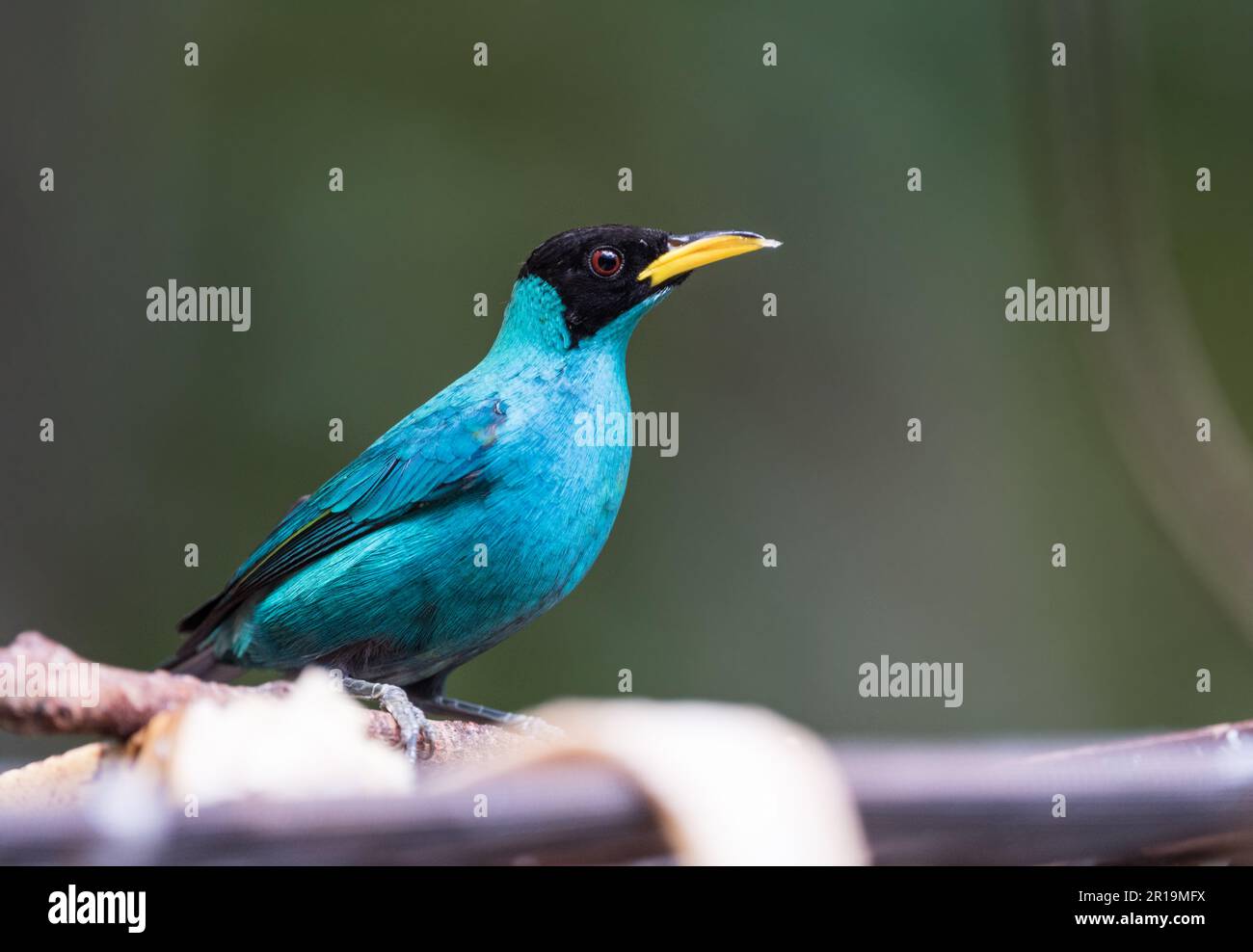 Uomo in piedi Green Honeysuperriduttore (Chlorophanes spiza) a Panama Foto Stock