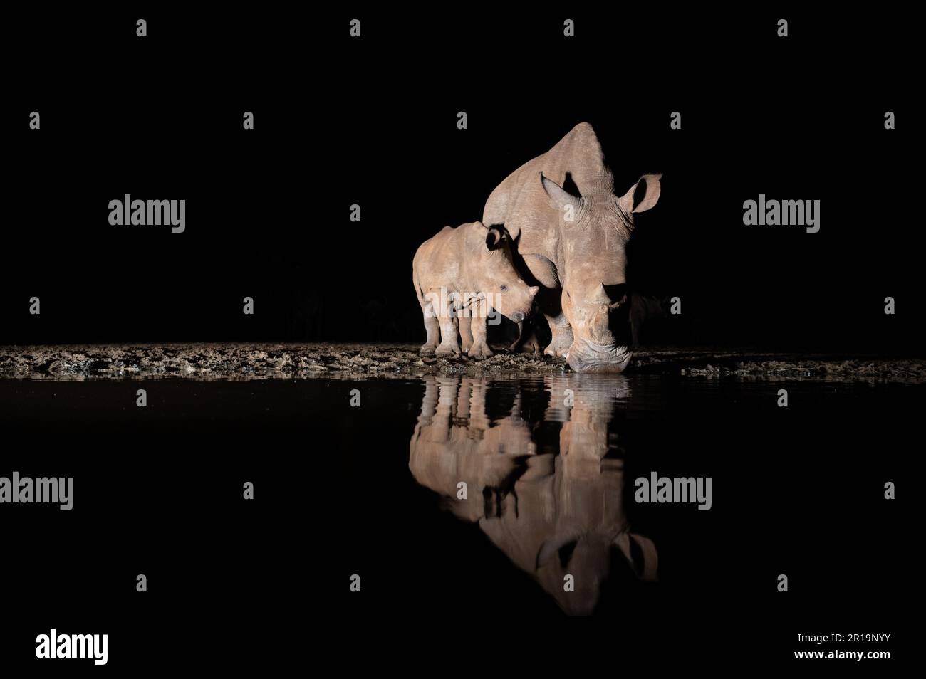 Rinoceronte bianco del sud in una buca d'acqua di notte in Sudafrica Foto Stock