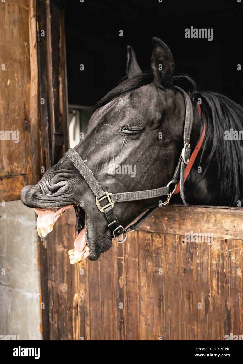 Cavallo Arabo nero in scatola di legno con bocca aperta, occhi chiusi, denti visibili, dettaglio primo piano a faccia Foto Stock