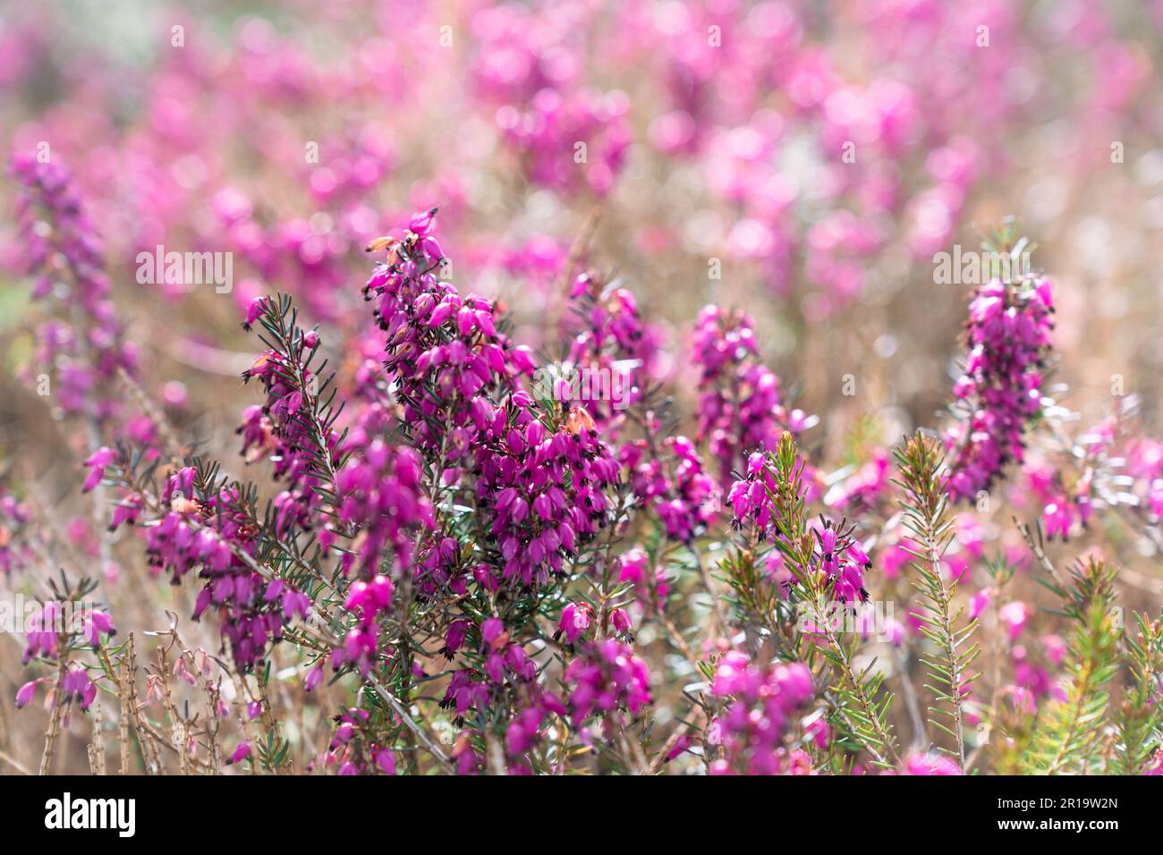 Primo piano di Calluna vulgaris fiorente, erica comune, linghetta, o semplicemente erica. Foto Stock