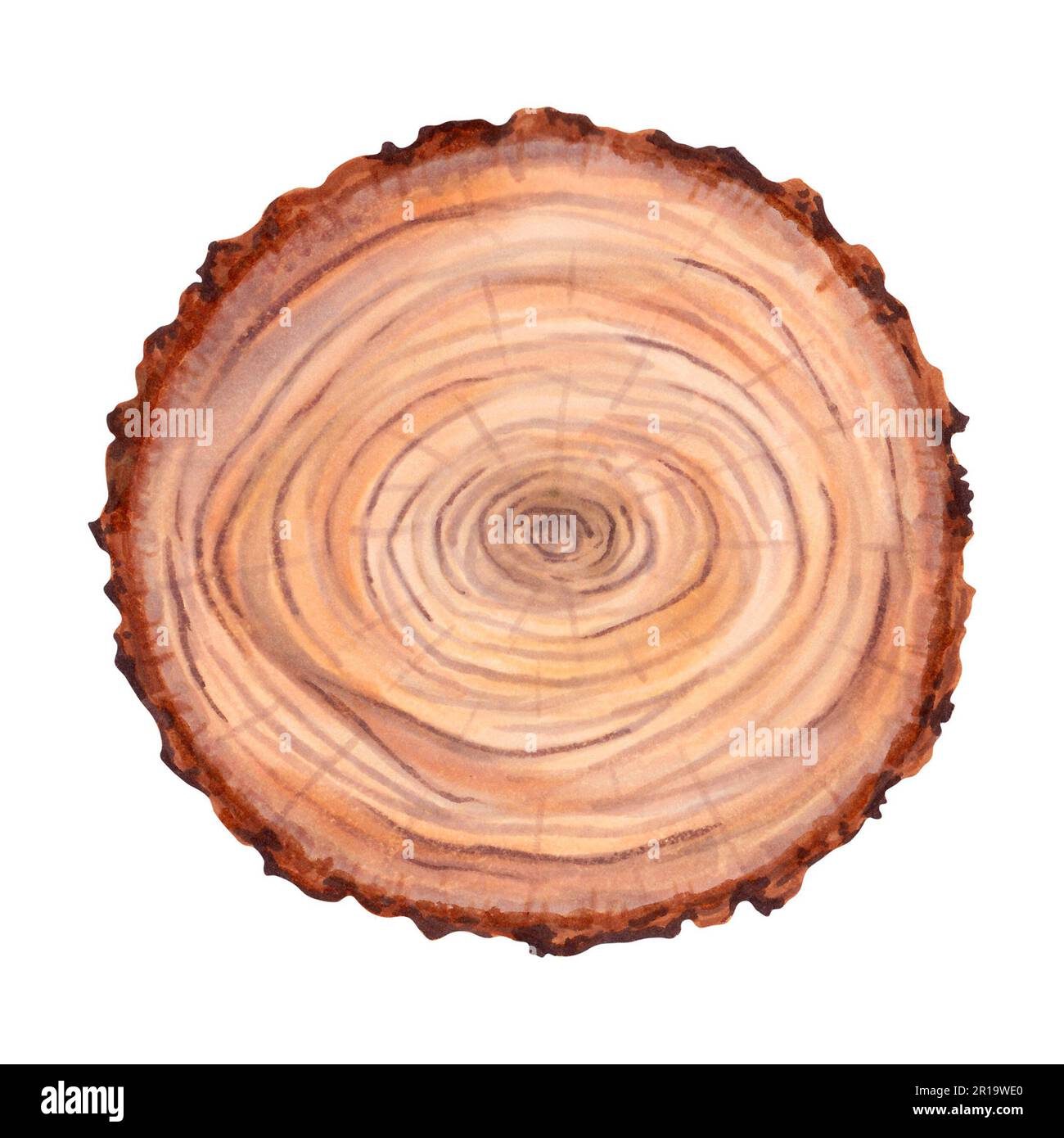 Legno Stump. Un grande pezzo rotondo di legno in sezione trasversale con un anello texture e crepe. Superficie in legno naturale. Foto Stock