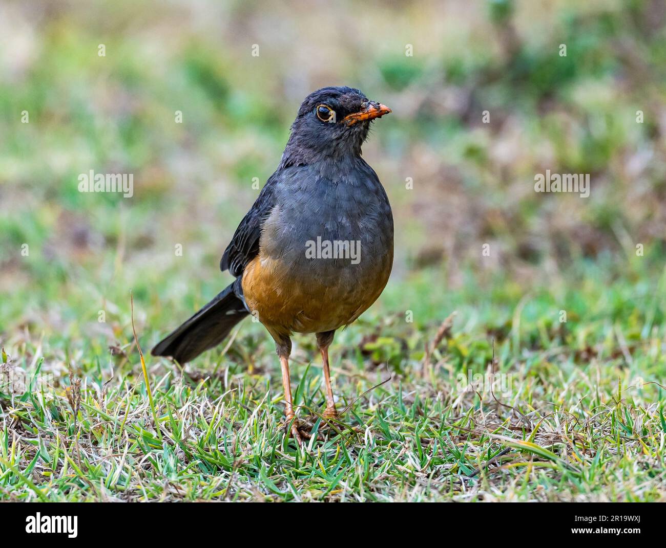 Un truso abissino (Turdus abyssinicus) che foraging sull'erba. Kenya, Africa. Foto Stock