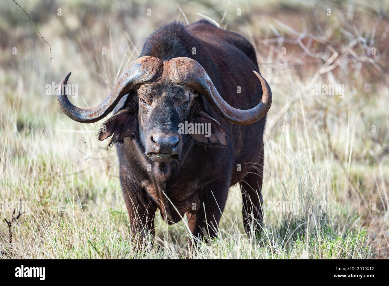 Primo piano di un bufalo africano (syncerus caffer) in piedi in erba alta. Kenya, Africa. Foto Stock Primo piano di un bufalo africano (syncerus caffer) in piedi in erba alta. Kenya, Africa. Foto Stock