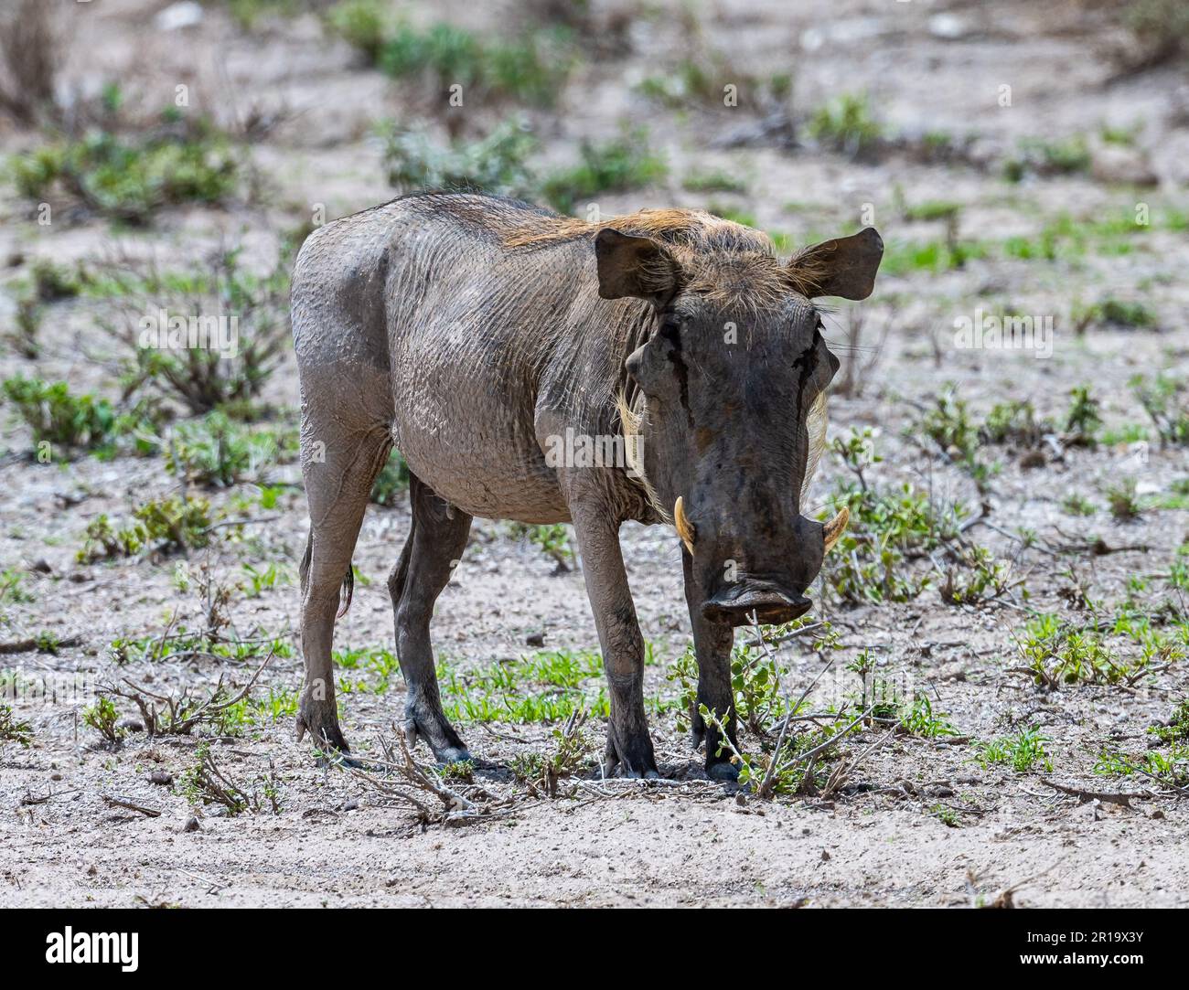 Un Warthog comune (Phacochoerus africanus) in natura. Kenya, Africa. Foto Stock