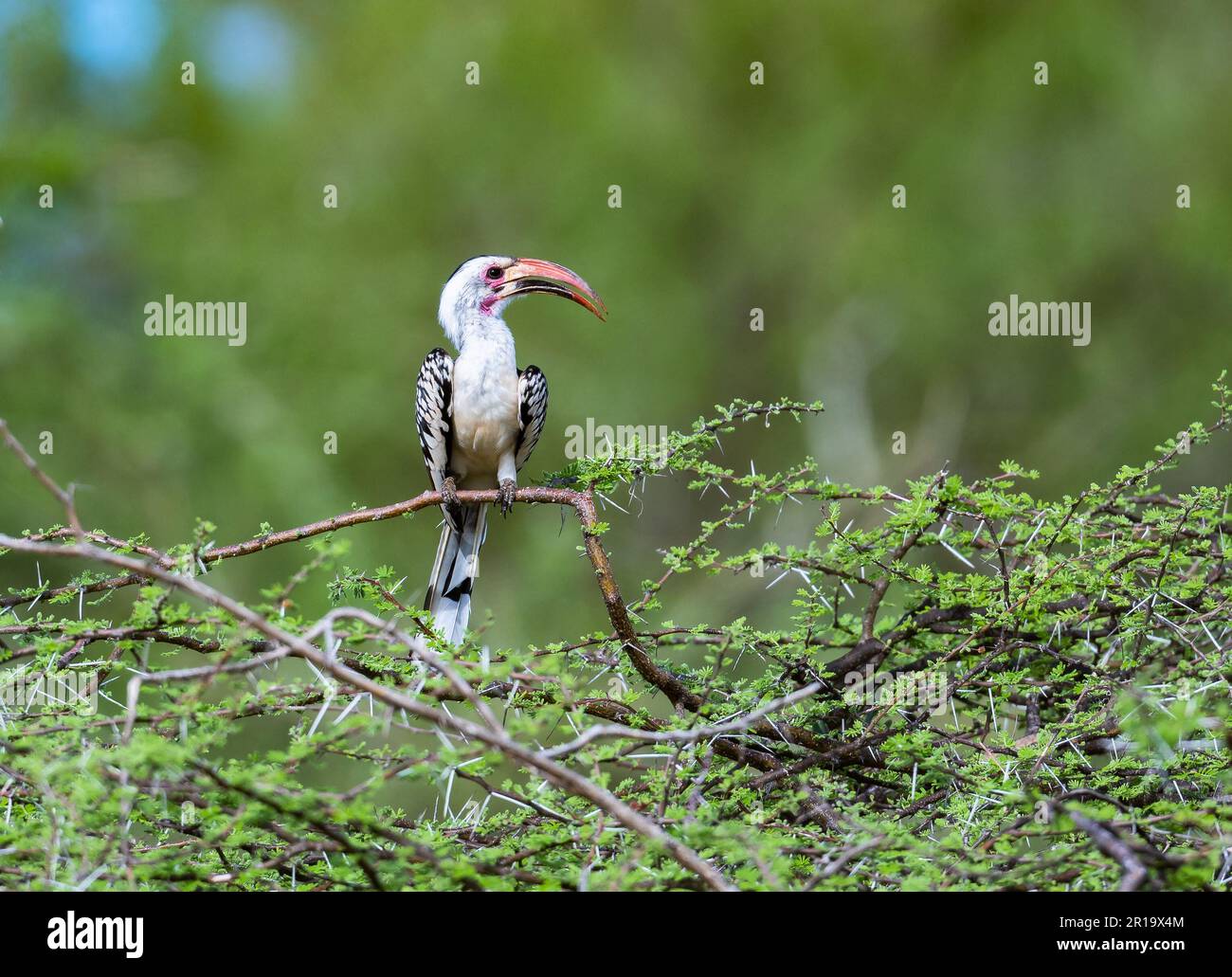Un Hornbill (Tockus erythrorhynchus) con fattura rossa settentrionale arroccato su un ramo. Kenya, Africa. Foto Stock