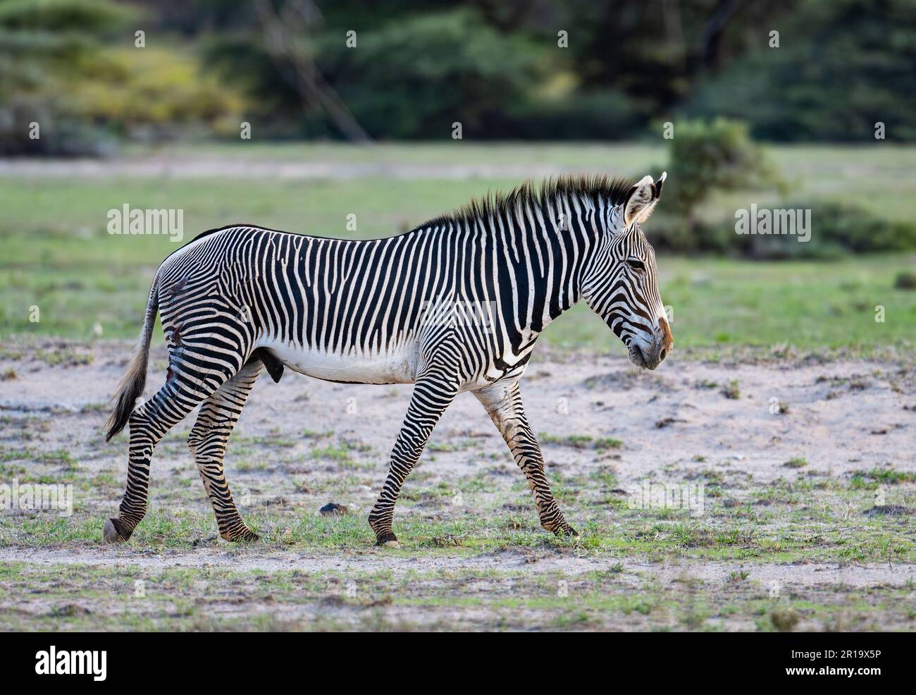 La zebra di Grévy (Equus grevyi) che si aggira sulle pianure. Kenya, Africa. Foto Stock