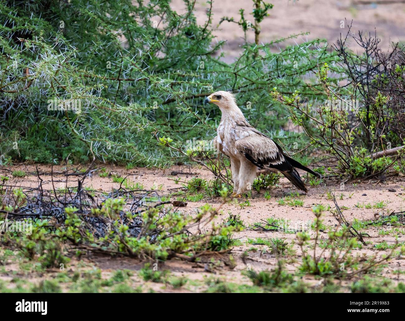 Un leggero morfo Tawny Eagle (Aquila rapax) in piedi sul terreno. Kenya, Africa. Foto Stock