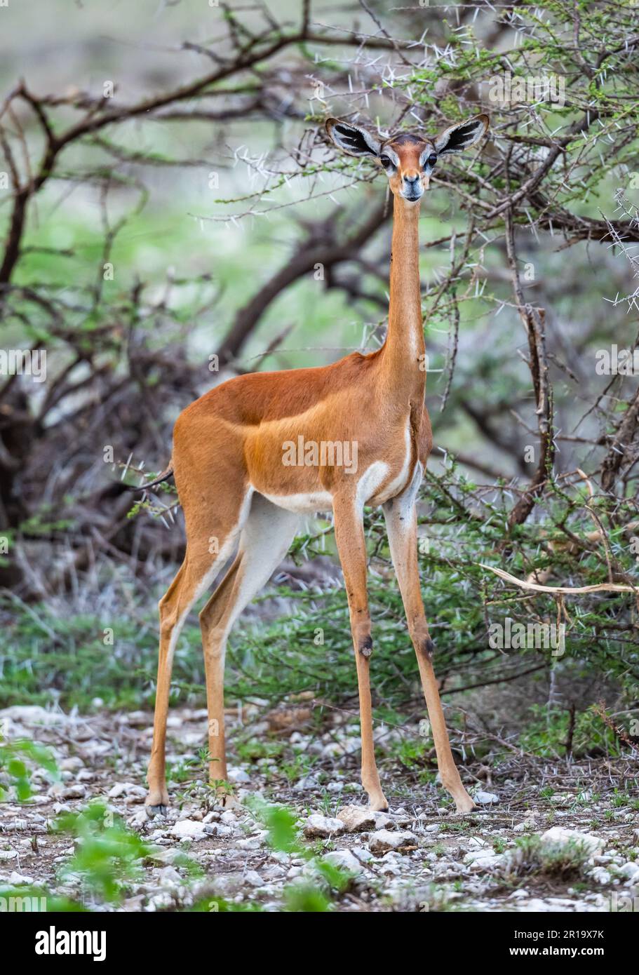 Un Gerenuk (Litocranius walleri) è una strana antilope. Kenya, Africa. Foto Stock