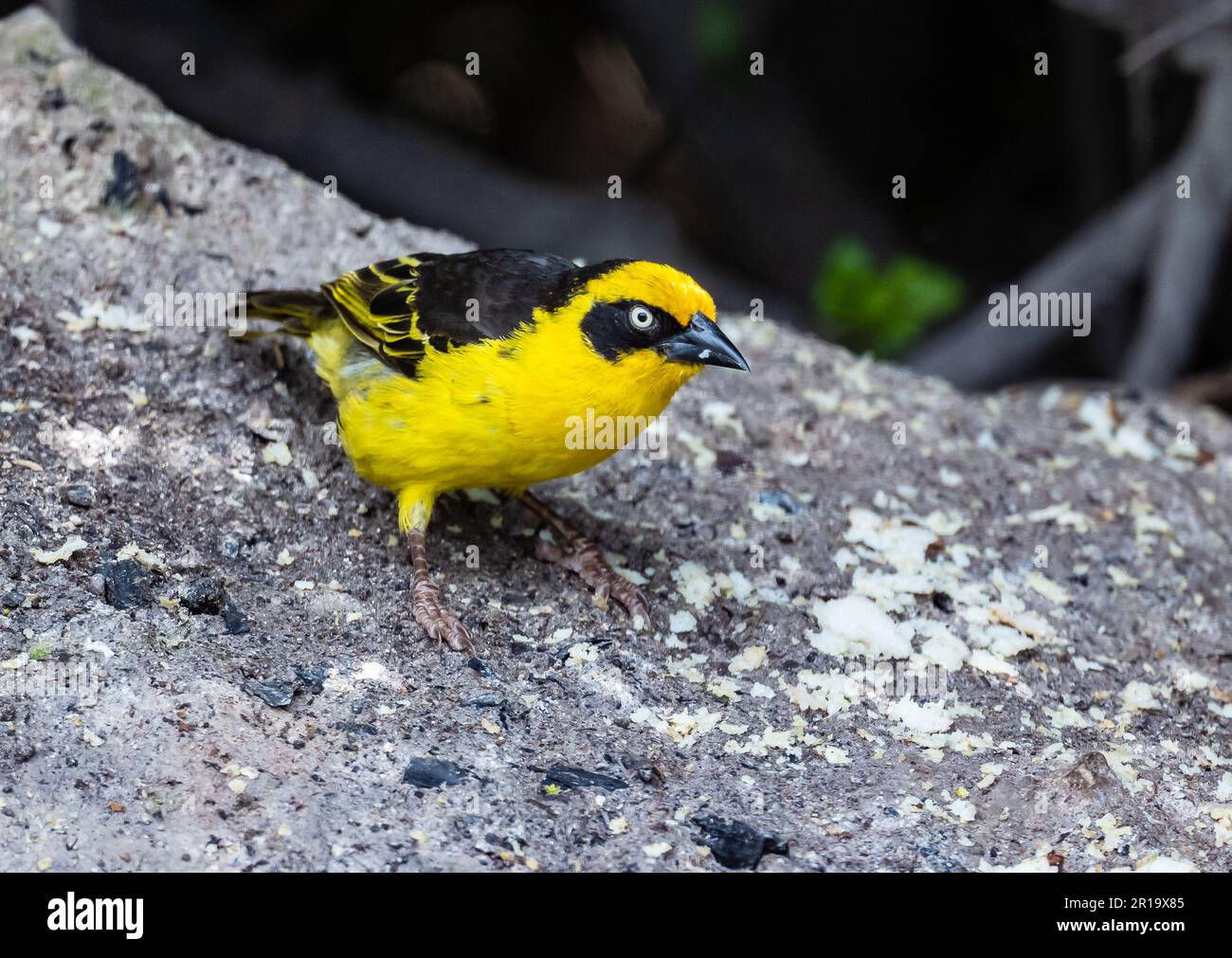 Un Baglafecht Weaver (Ploceus baglafecht) su una roccia. Kenya, Africa. Foto Stock