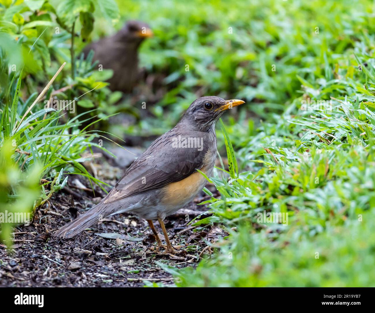 Allodole Cesene Beccacce Turdus pilaris in giardino in caso di gelo con  neve sul terreno Norfolk febbraio Foto stock - Alamy