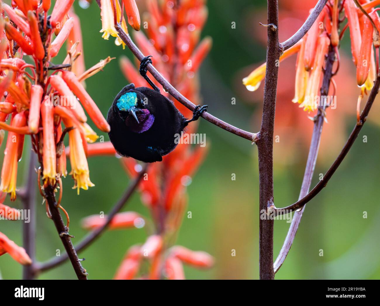Un maschio Ametista Sunbird (Chalcomitra amethystina) che si nutrono di fiori. Kenya, Africa. Foto Stock