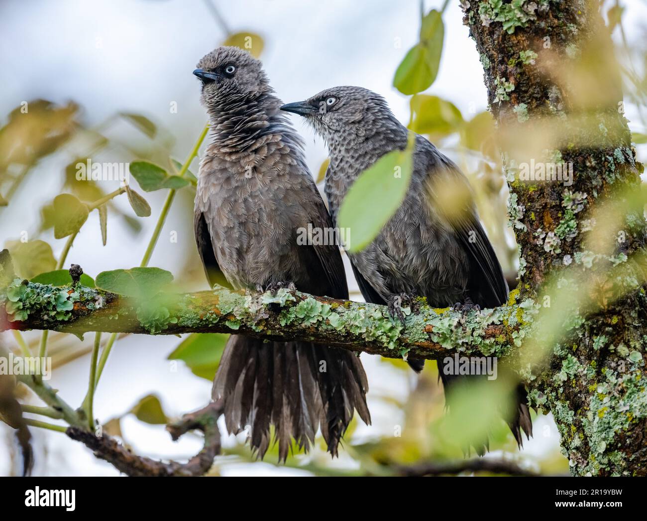 Un paio di Babblers neri (Turdoides sharpei) che si governano l'un l'altro su un albero. Kenya, Africa. Foto Stock