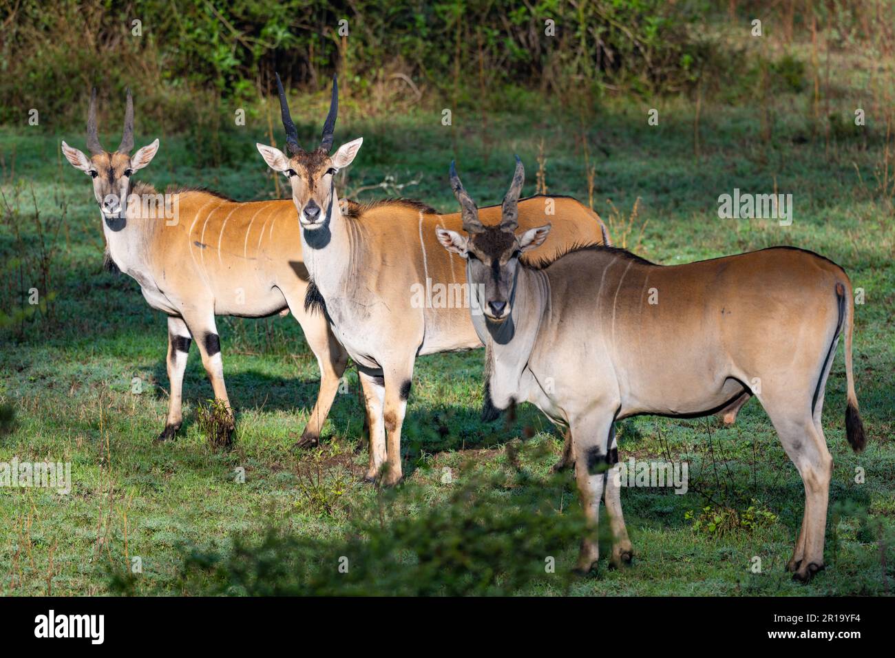 Una mandria di Eland comune (Taurotragus oryx) in natura. Kenya, Africa. Foto Stock