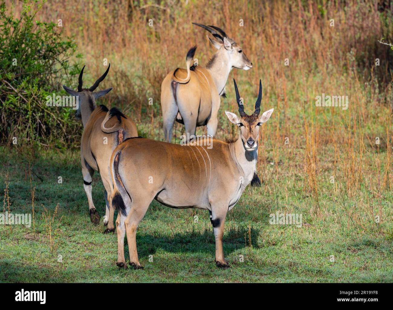 Una mandria di Eland comune (Taurotragus oryx) in natura. Kenya, Africa. Foto Stock