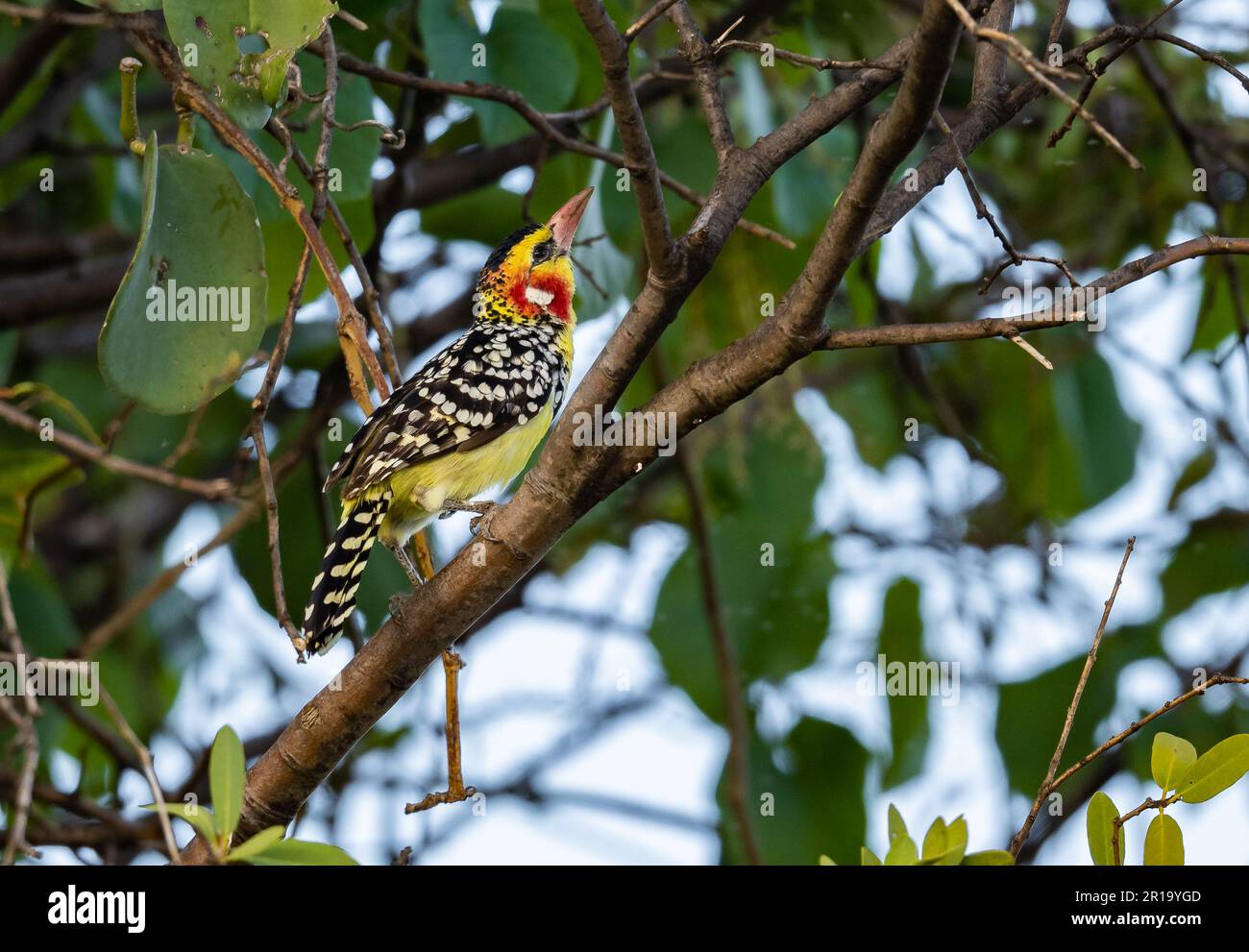 Un Barbet rosso e giallo colorato (Trachyphonus eritrocephalus) arroccato su un ramo. Kenya, Africa. Foto Stock