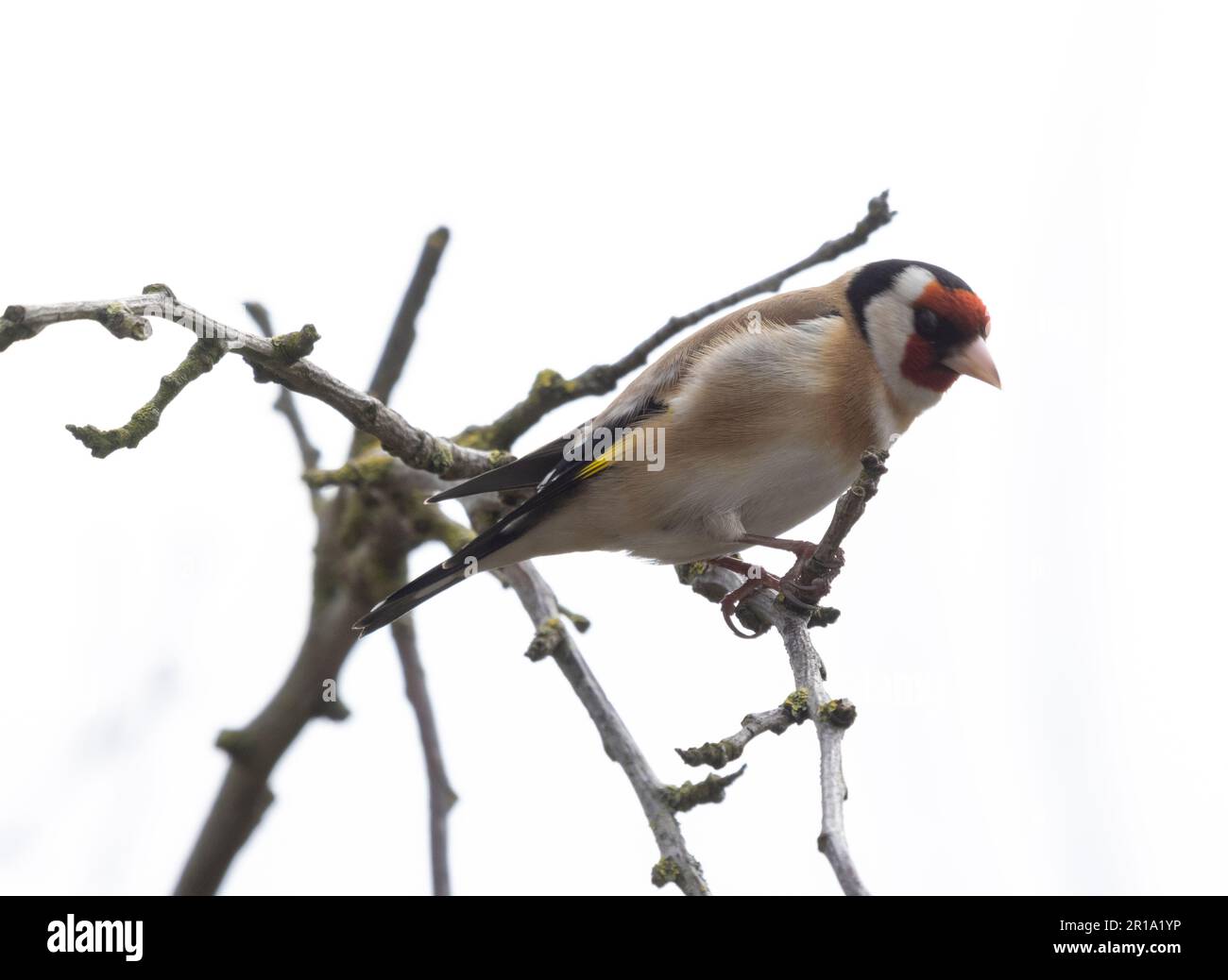 Gold finch preso nella foresta di dean Foto Stock