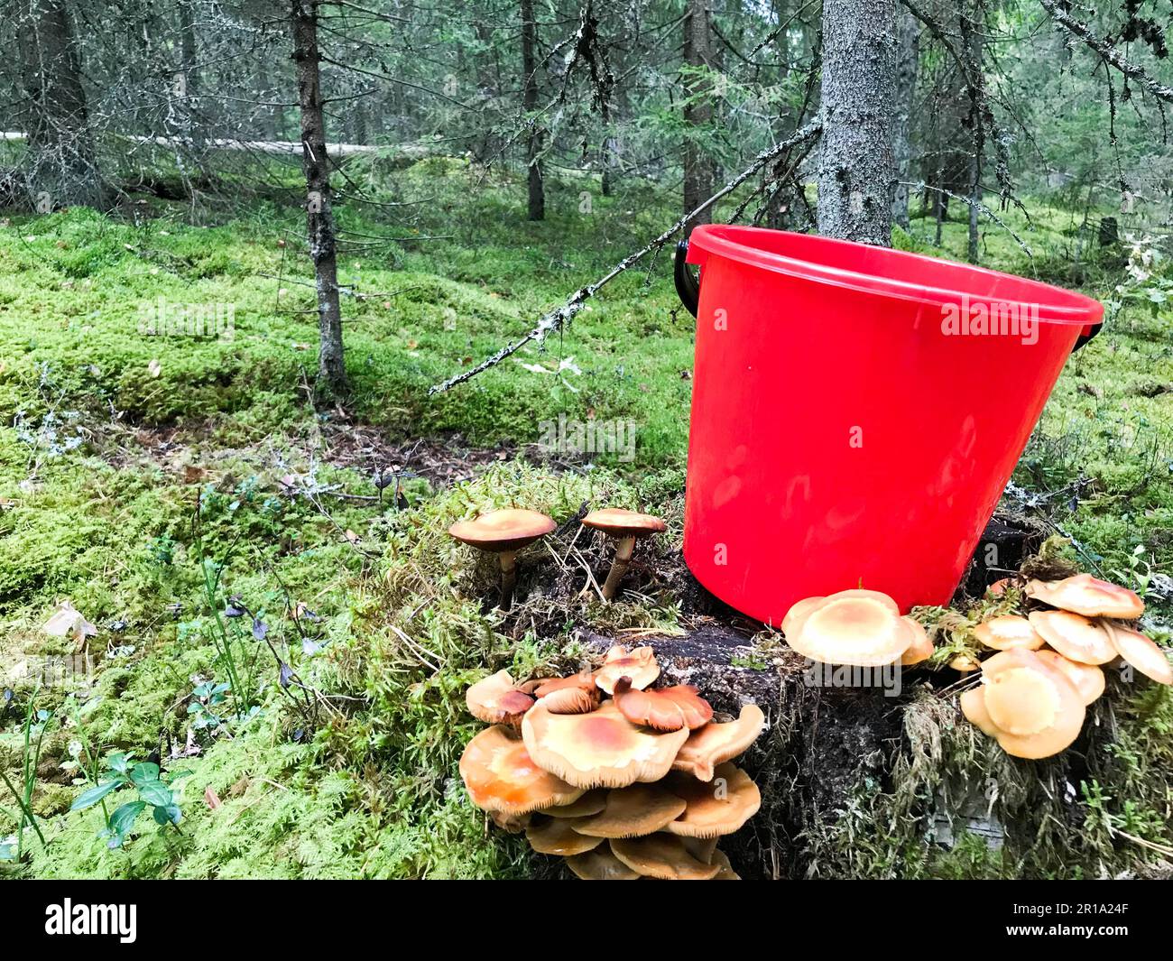 Il ceppo nella foresta con un sacco di bei funghi commestibili con un secchio di plastica rossa nella foresta su uno sfondo di alberi. Concetto: Mush Foto Stock