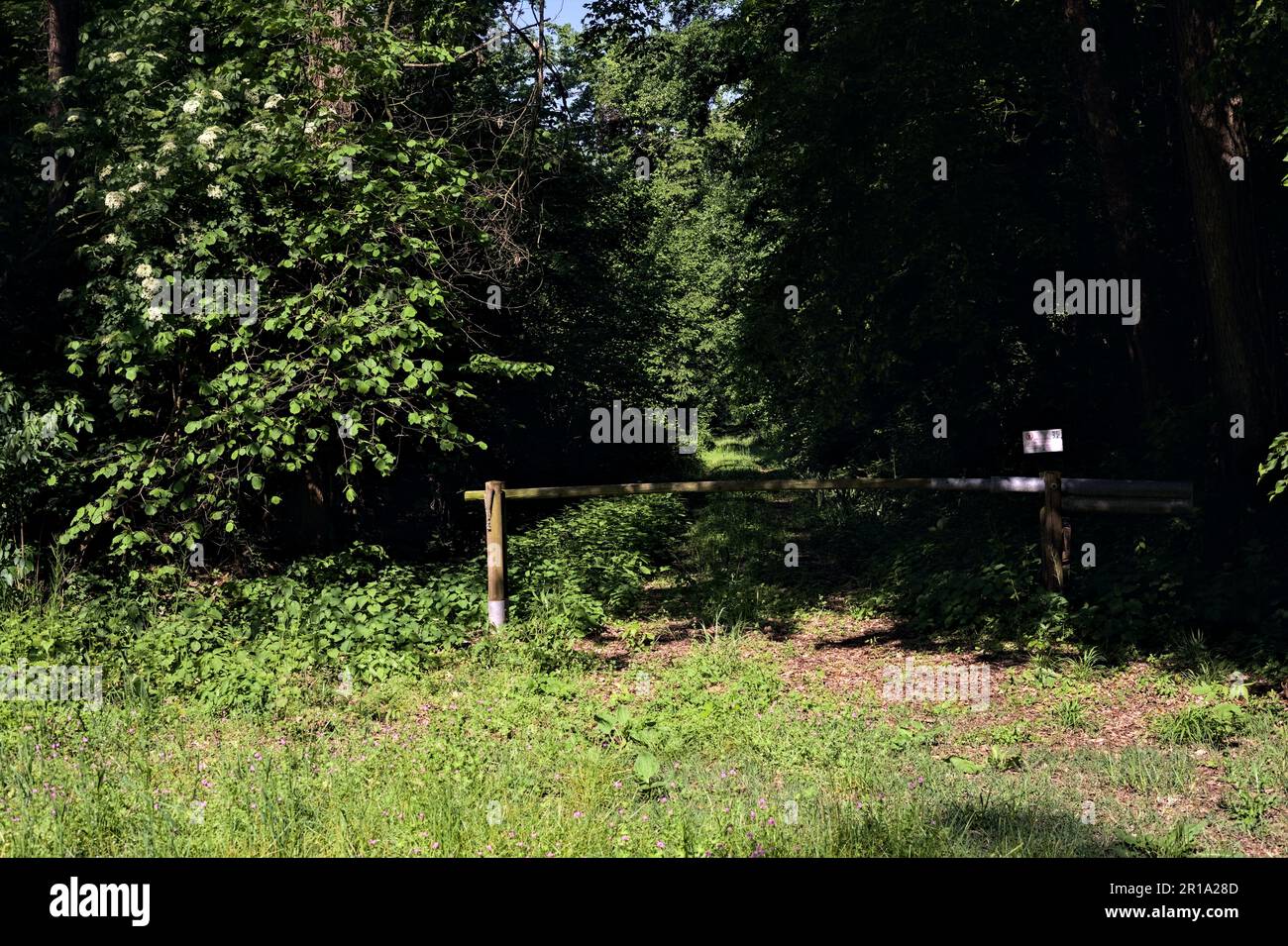 Bar in legno all'ingresso di un sentiero erboso e ombreggiato in una foresta in una giornata di sole Foto Stock