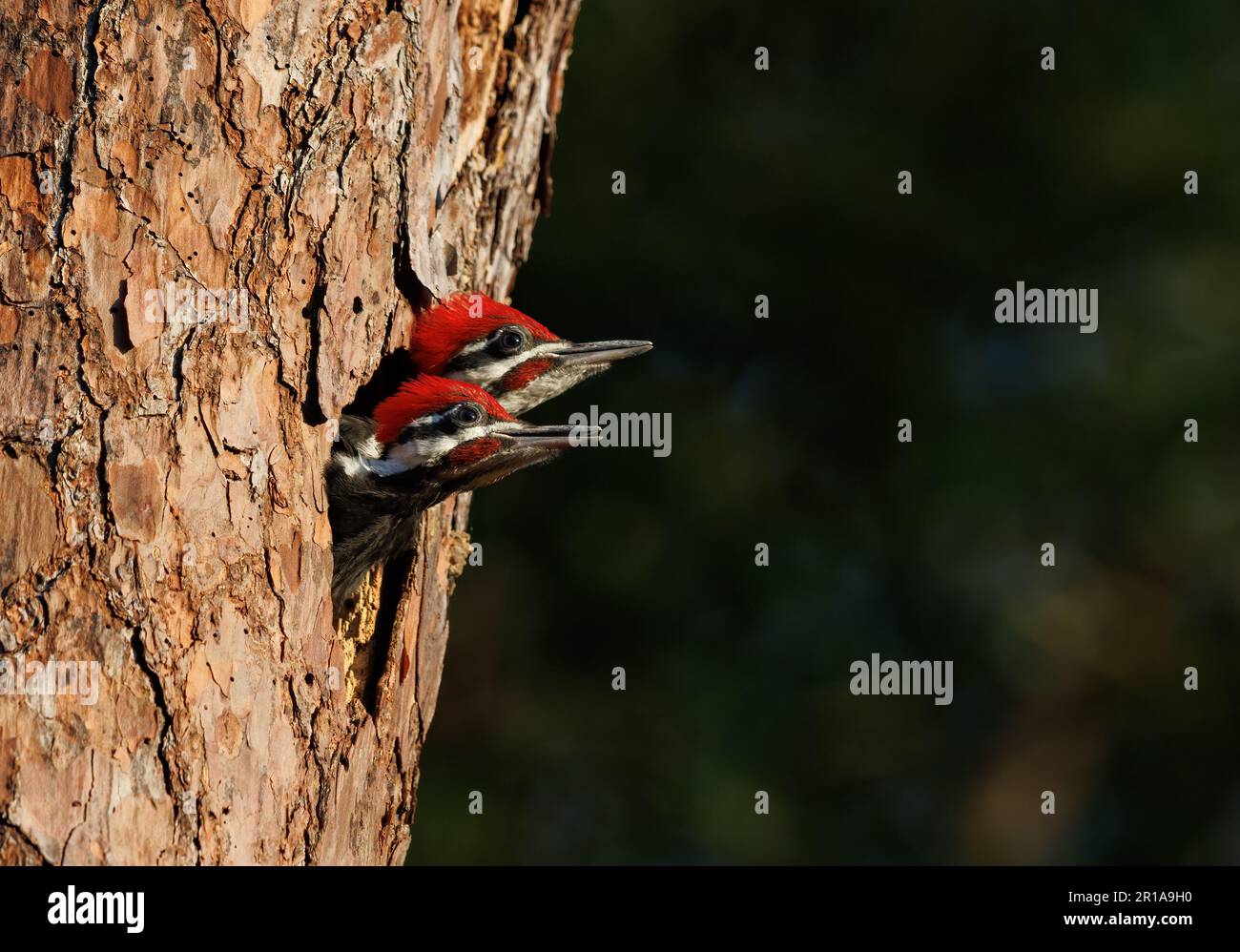 Un nido di picchio pileated Foto Stock