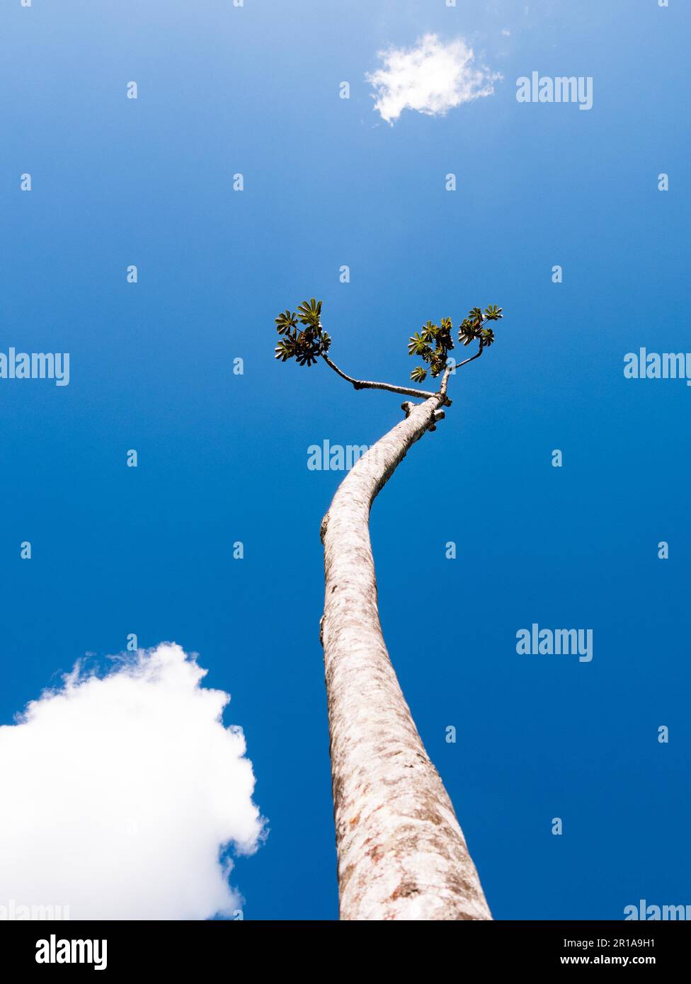 Guardando su un tronco di un albero di Yarumo con cielo blu e nuvole Foto Stock