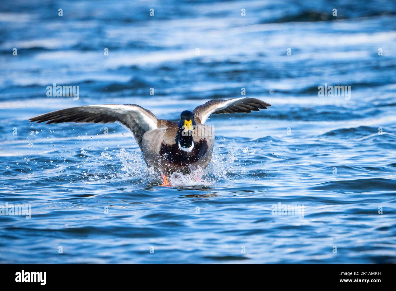 Mallard Duck Landing sulla gelida acqua del St. Fiume Lawrence Foto Stock