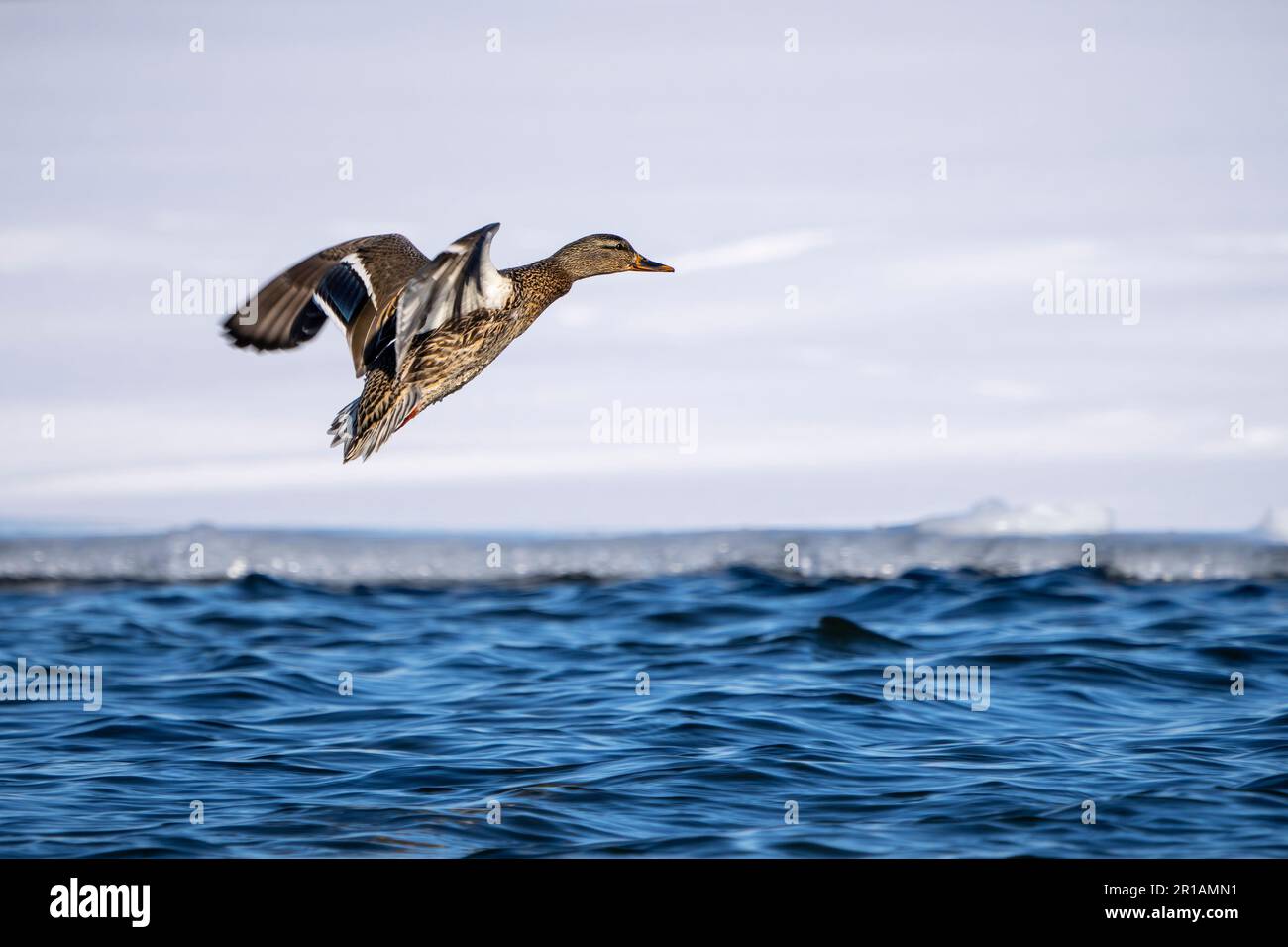 Mallard prendendo il volo da una palude nella St. Lawrence River durante l'inverno Foto Stock