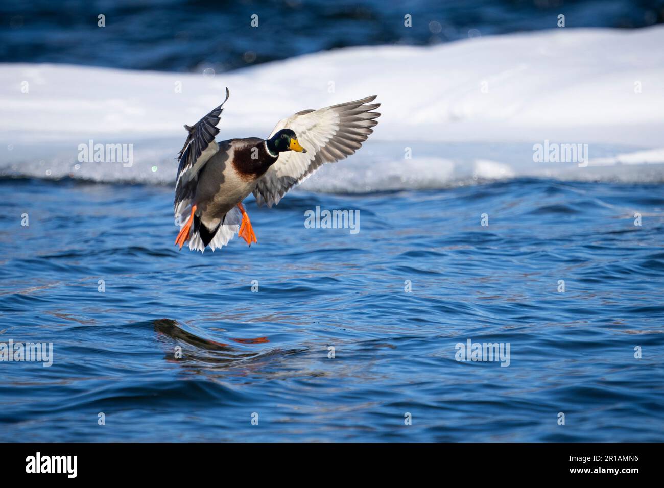 Mallard Duck Landing sulla gelida acqua del St. Fiume Lawrence Foto Stock