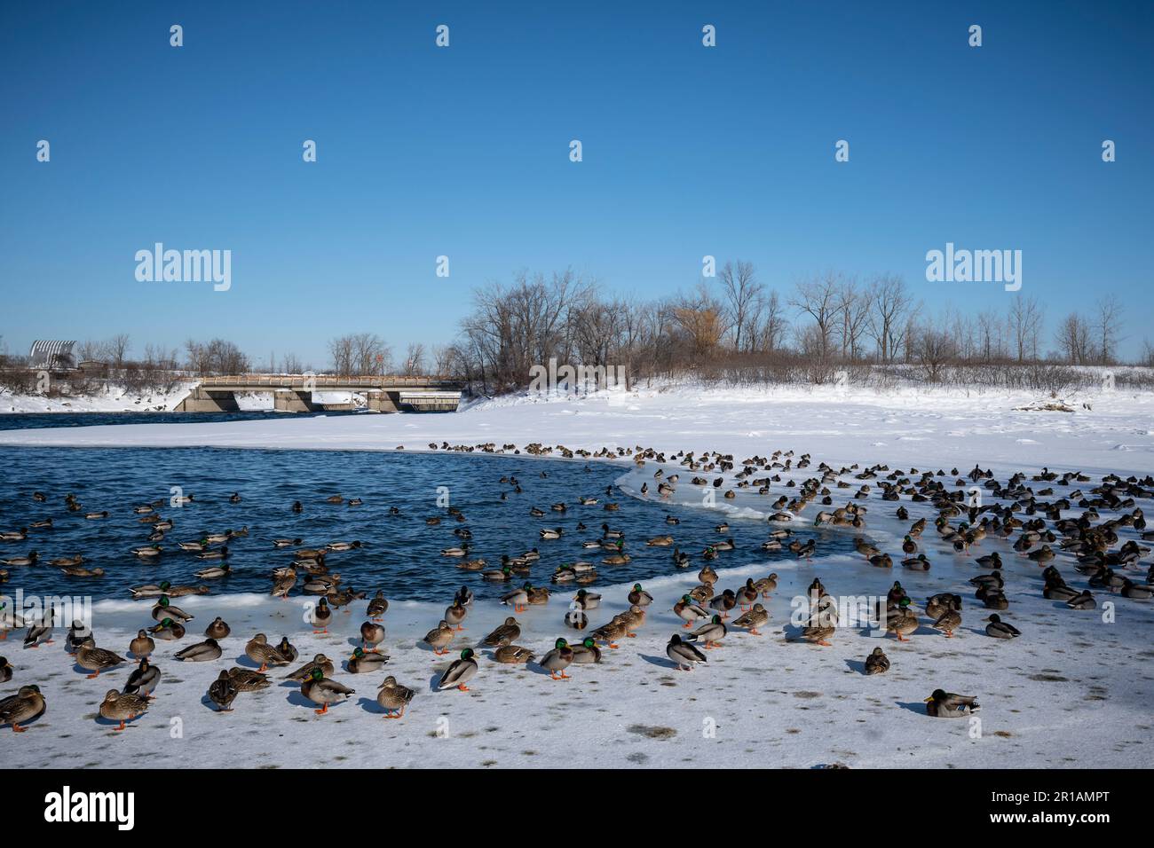 Anatre selvatiche del mallard che riposano vicino al St. Lawrence River in inverno. Foto Stock