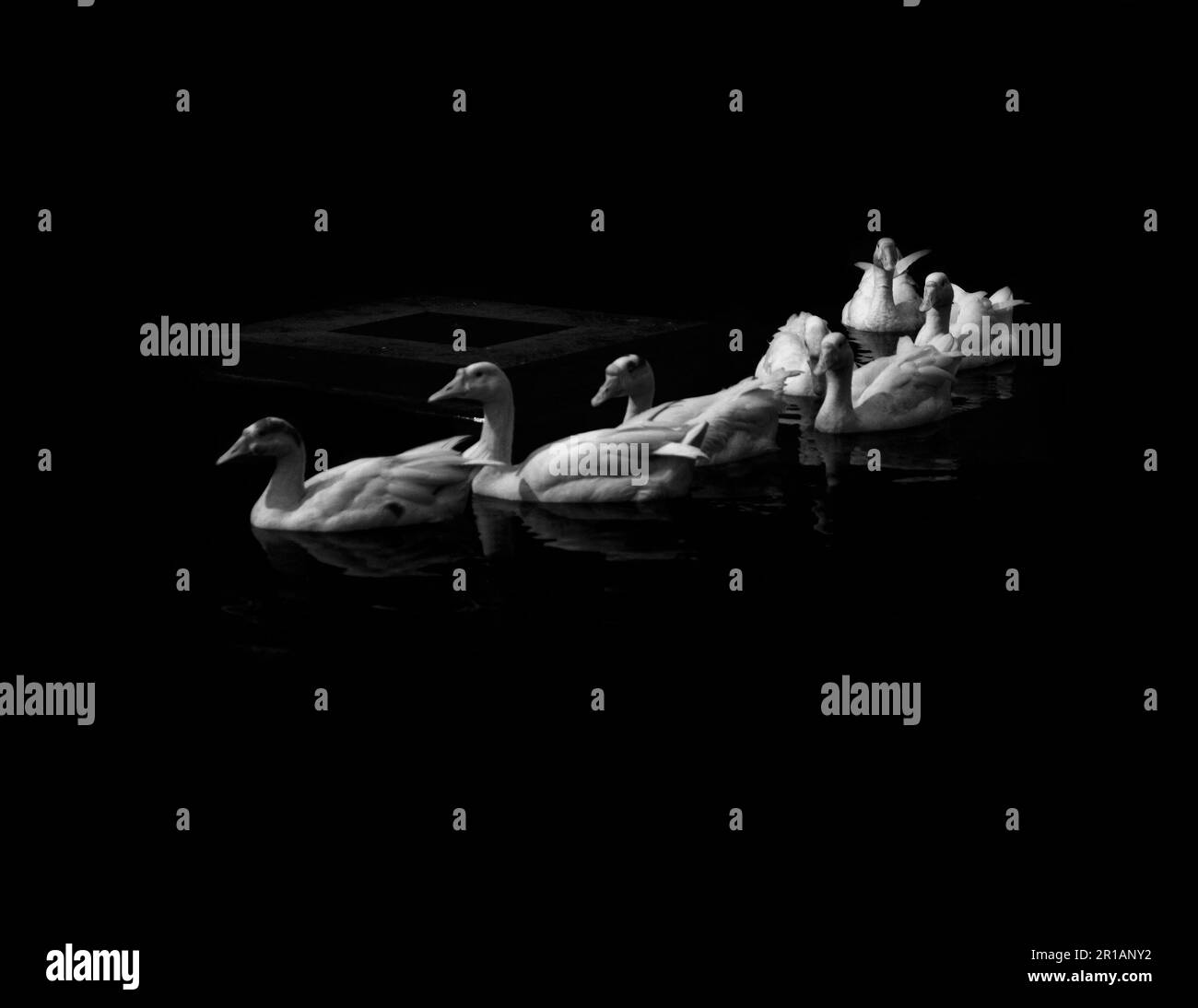 Una scala di grigi di un laghetto tranquillo caratterizzato da un modello di anatre bianche che nuotano con grazia Foto Stock