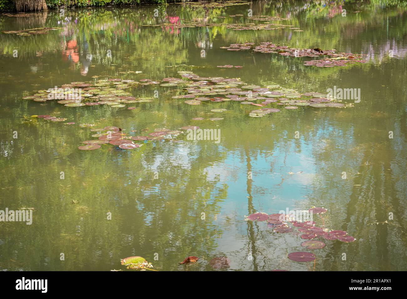 Glicine. In primavera fioriscono sull'acqua i fiori viola del glicine. Bella fioritura trellis fiore nel parco. Foto Stock