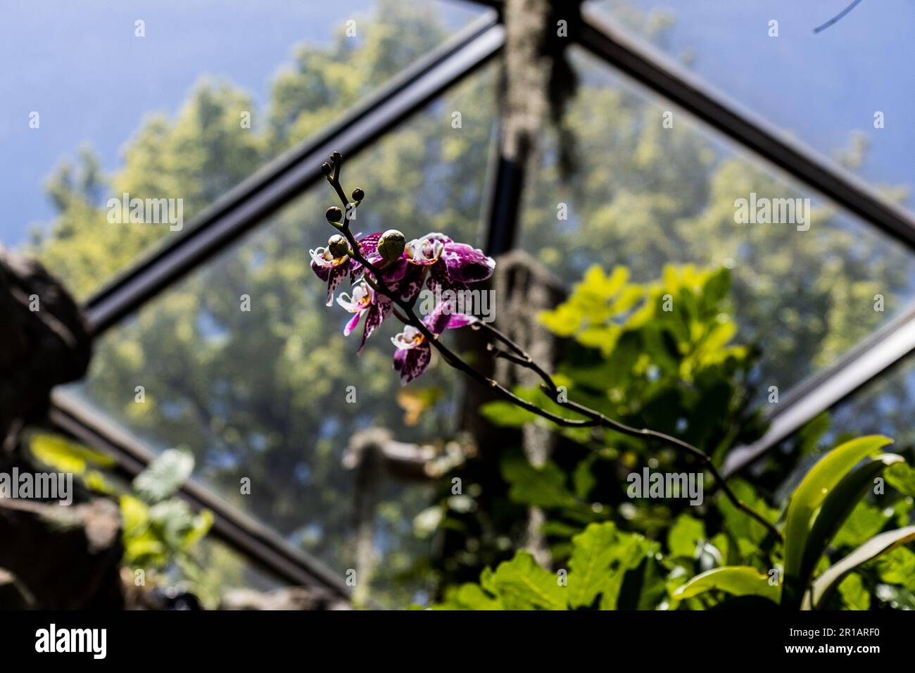 orchidea esotica in una serra, finestra di vetro sullo sfondo Foto Stock