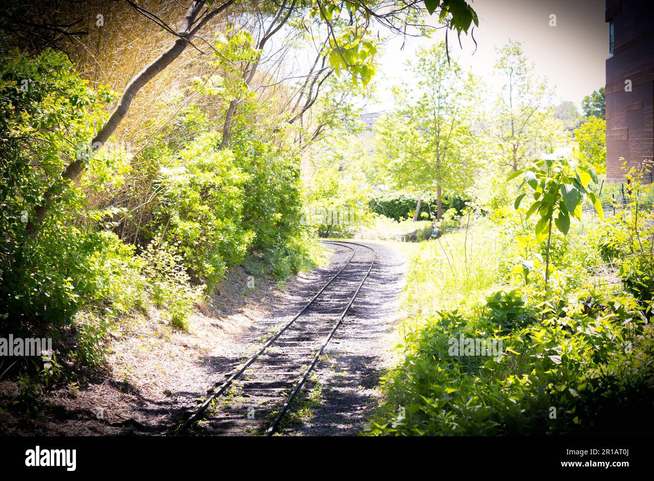 piste del treno immerse nel sole circondate dal verde Foto Stock