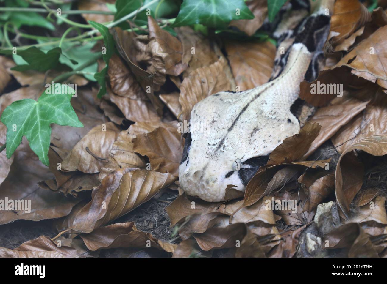 Östliche Gabunviper / Gaboon viper / Bitis gabonica Foto Stock