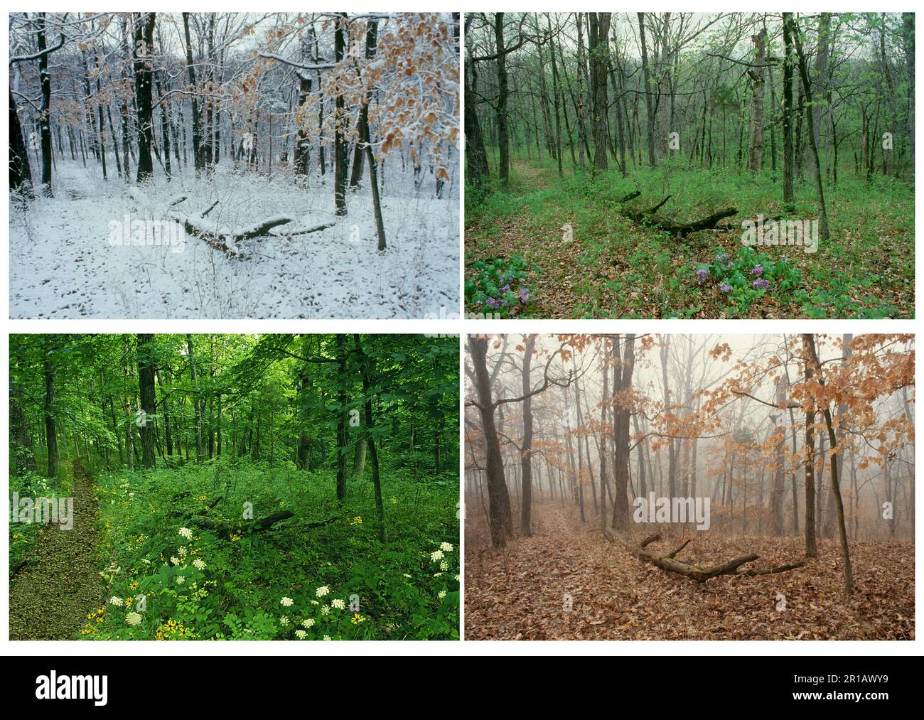 Quattro stagioni serie di un percorso attraverso boschi del Midwest oltre il ramo caduto, Missouri, USA Foto Stock