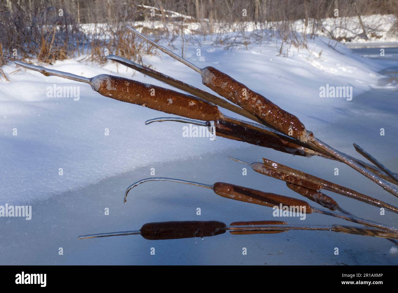Cattails, Typha latifolia, smaltata con ghiaccio che cresce lungo il fiume, Maine, USA Foto Stock
