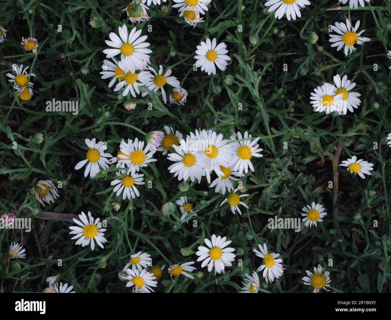 Patch Fleabane Foto Stock