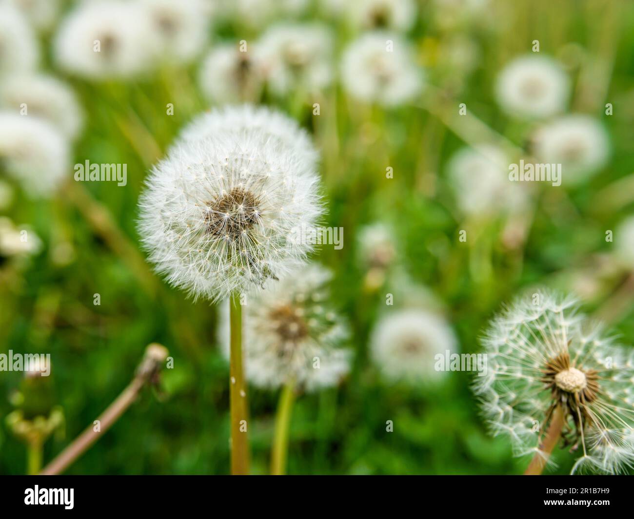 Dente di leone teste di semi su prato urbano nel mese di maggio. No falciatura maggio è uno sforzo per aiutare gli insetti impollinatori benefici astenendosi dal taglio del prato durante il mese di maggio. Foto Stock