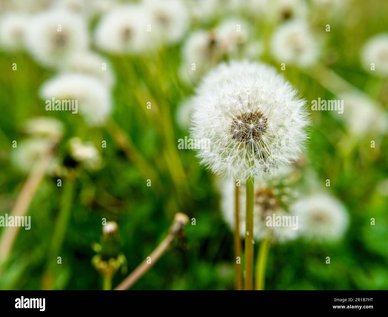 Dente di leone teste di semi su prato urbano nel mese di maggio. No falciatura maggio è uno sforzo per aiutare gli insetti impollinatori benefici astenendosi dal taglio del prato durante il mese di maggio. Foto Stock