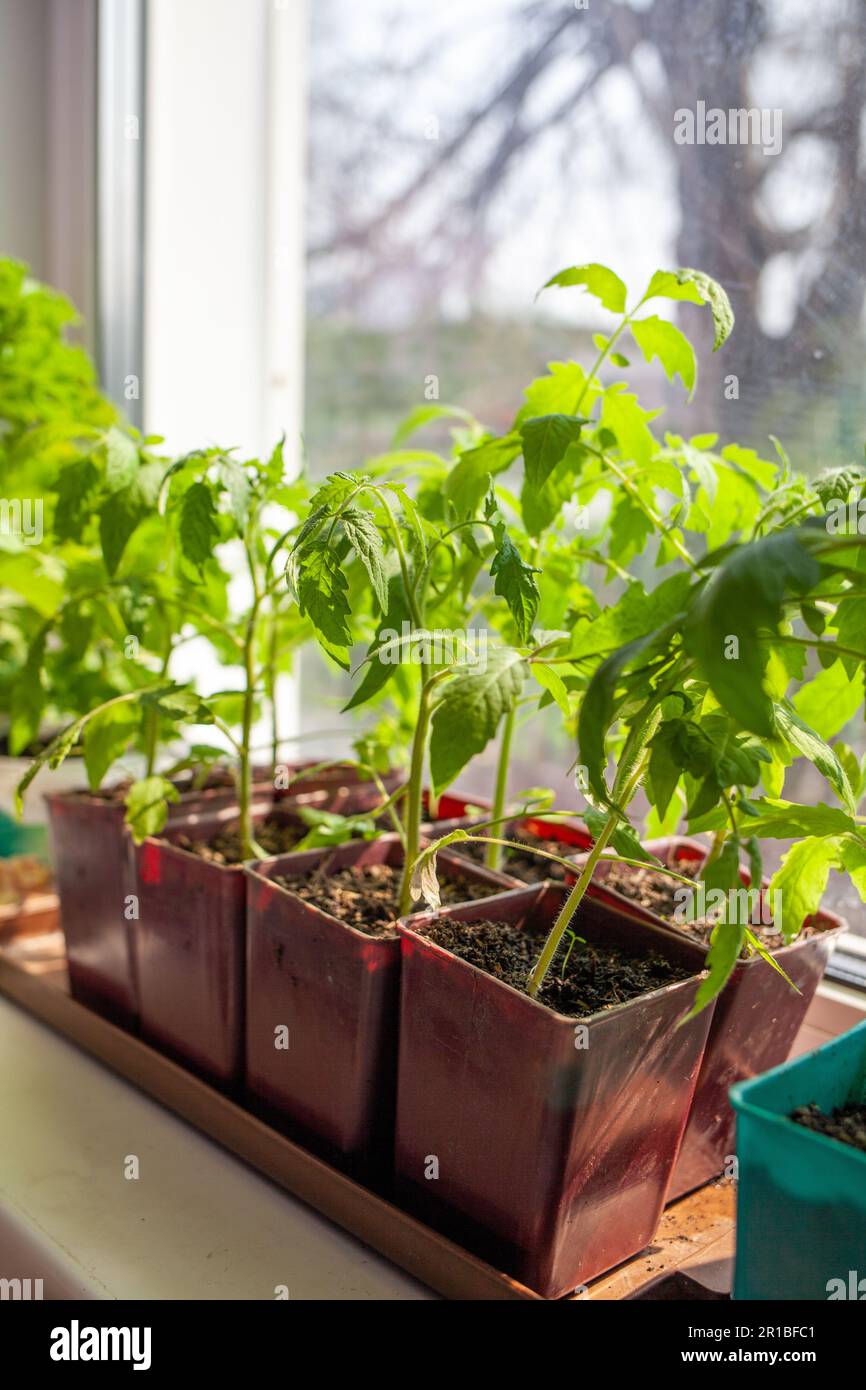 Primo piano di piantine di foglie sottili verdi di una pianta di pomodoro in un contenitore che cresce all'interno del terreno in primavera. Piantine sul davanzale Foto Stock