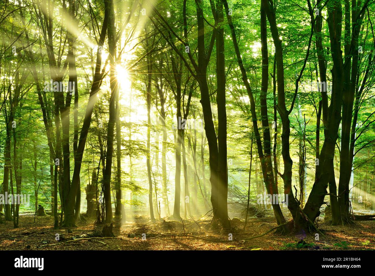 La foresta di faggi incontaminata, inondata di luce, con un sacco di legno morto al mattino presto, il sole splende attraverso la nebbia, Reinhardswald, Assia, Germania Foto Stock