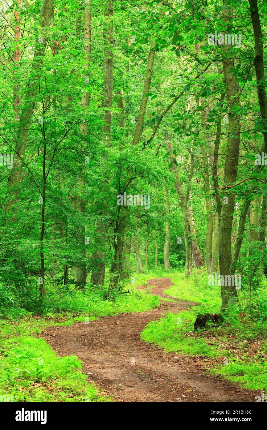 Sentiero escursionistico che si snoda attraverso la foresta mista incontaminata in primavera sulla riva orientale del Mueritz, Parco Nazionale di Mueritz, vicino a Waren (Mueritz) Foto Stock