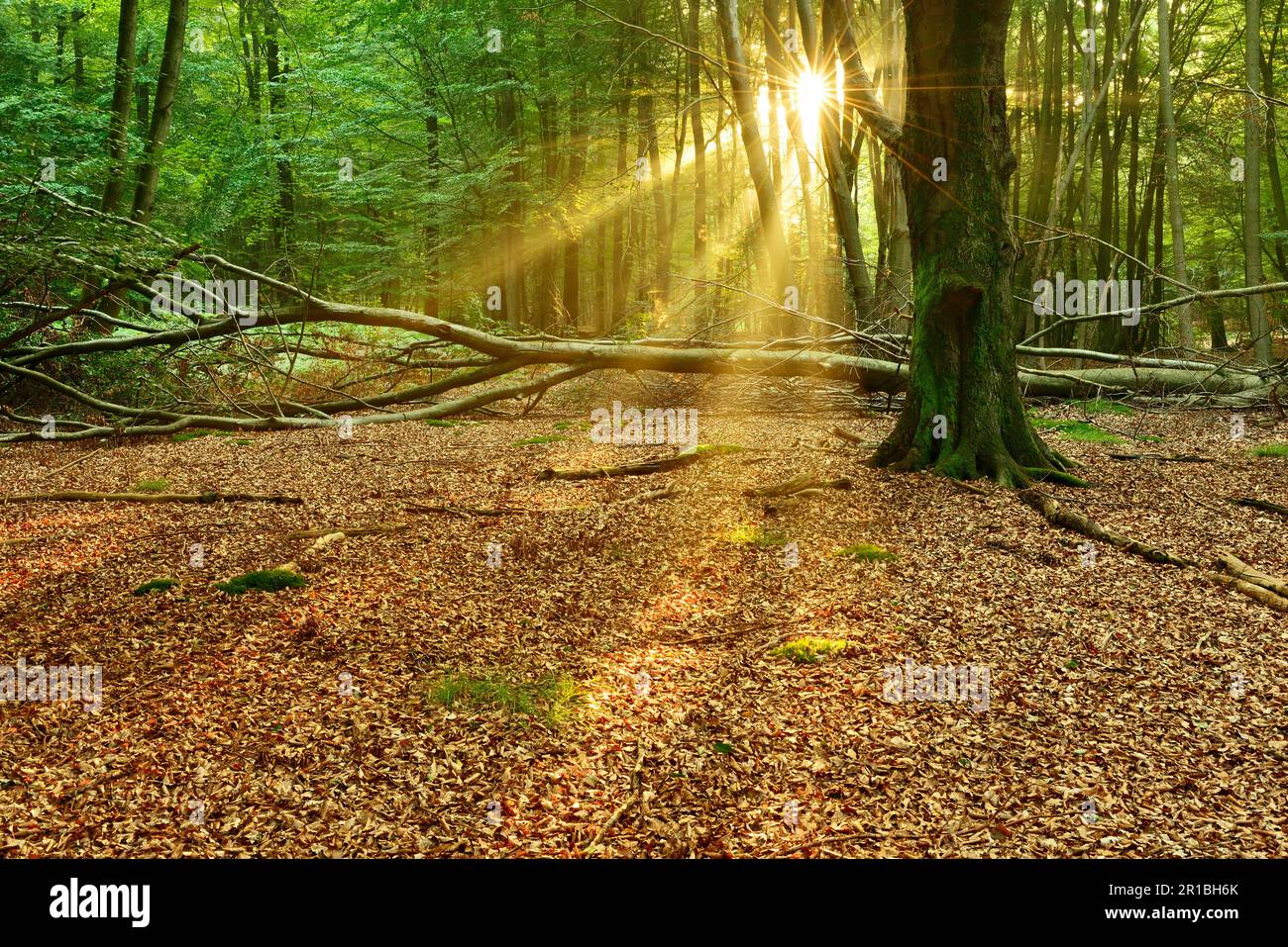 La foresta di faggi incontaminata, inondata di luce, con un sacco di legno morto al mattino presto, il sole splende attraverso la nebbia, Reinhardswald, Assia, Germania Foto Stock