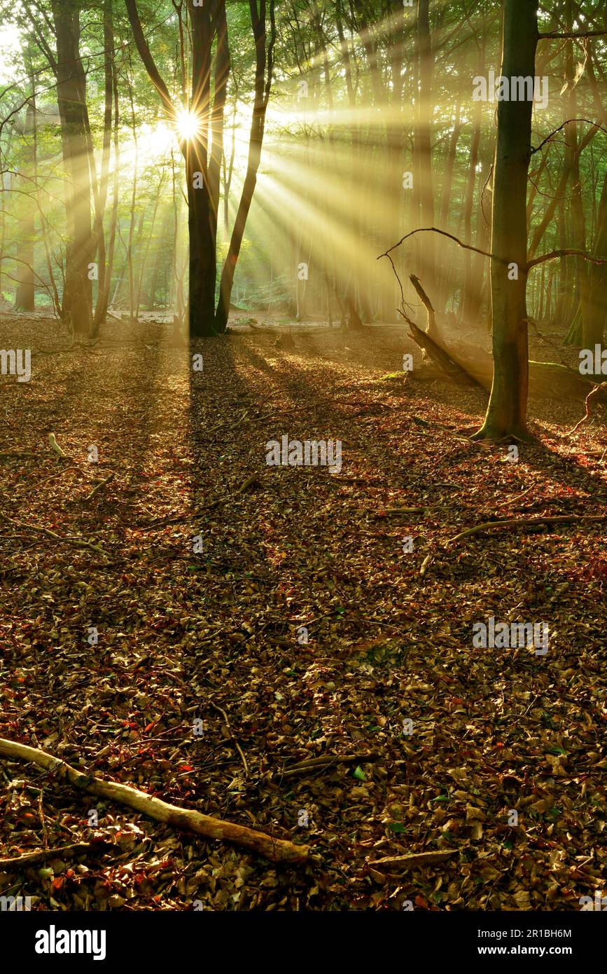 La foresta di faggi incontaminata allagata di luce la mattina presto, il sole splende attraverso la nebbia, lunghe ombre sul pavimento della foresta, Reinhardswald, Assia, Germania Foto Stock