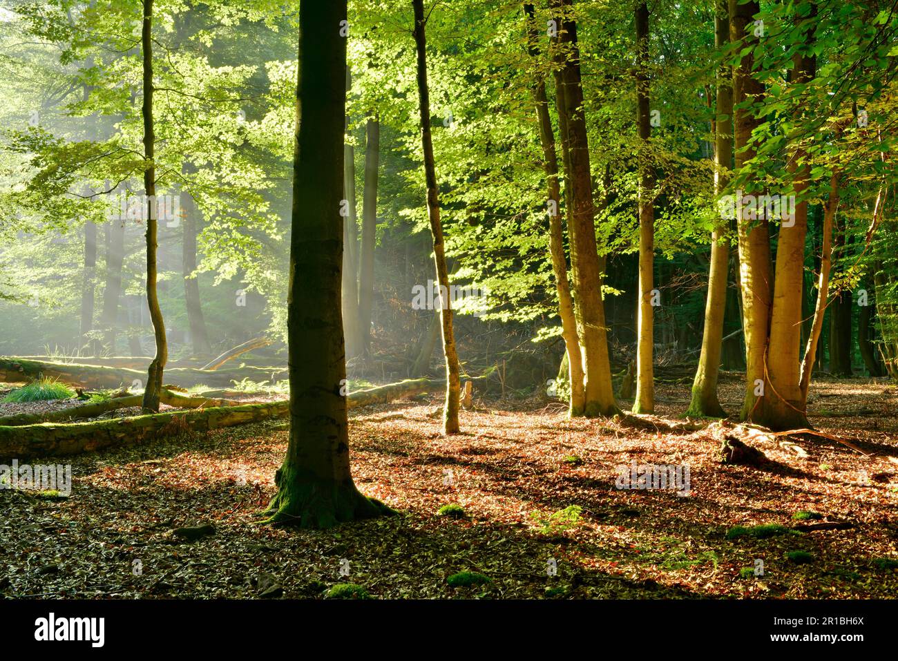 La foresta di faggi incontaminata, inondata di luce, con un sacco di legno morto al mattino presto, il sole splende attraverso la nebbia, Reinhardswald, Assia, Germania Foto Stock