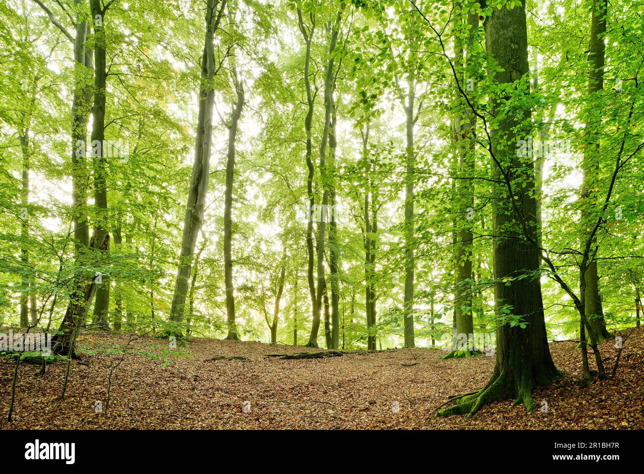 Incontaminata foresta di faggi, patrimonio dell'umanità dell'UNESCO antiche foreste di faggi, sottozona di Serrahn nel Parco Nazionale di Mueritz, Meclemburgo-Pomerania occidentale Foto Stock