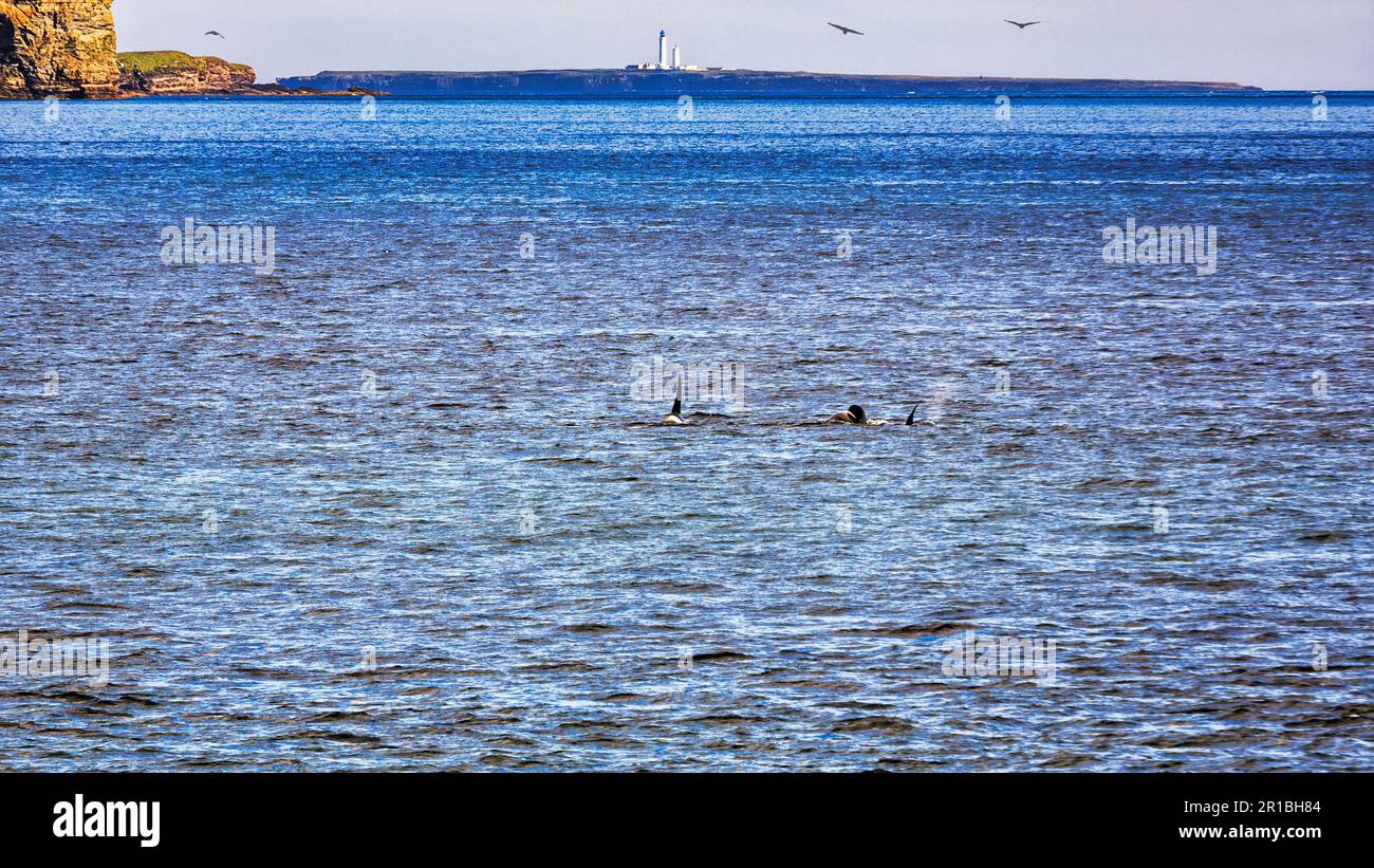 Vista sul mare, l'isola di Muckle Skerry con il faro Pentland Skerries all'orizzonte, Orkney, Mare del Nord, Scozia, Regno Unito Foto Stock