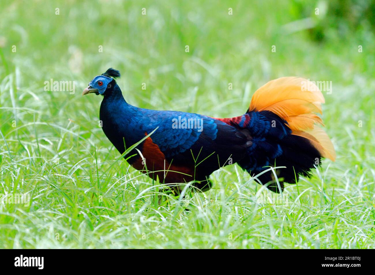 Crested Fireback (Lophura ignita) maschio adulto, camminando nella radura della foresta pluviale primaria, Valle di Danum, Sabah, Borneo, Malesia Foto Stock