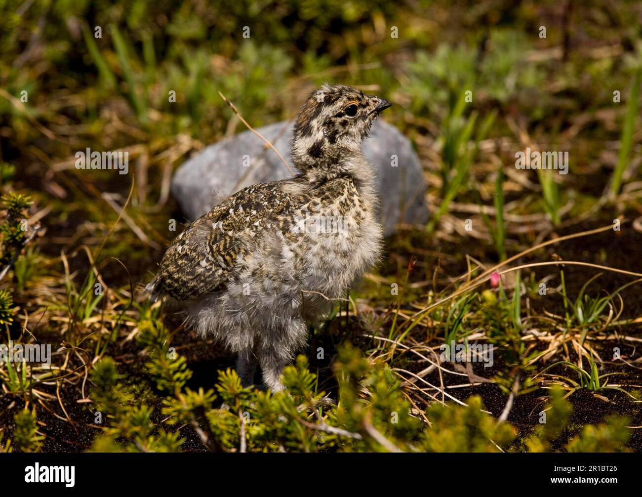 Pulcino a coda bianca Ptarmigan (Lagopus leucurus), Monte Rainier, Cascade Mountains, Washington (U.) S. A. Foto Stock