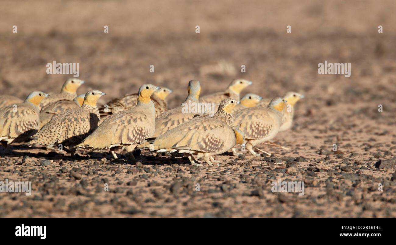 Macchiato Sandgrouse (Pterocles senegallus) maschi adulti e femmine, gregge in piedi nel deserto, vicino a Erg Chebbi, Marocco Foto Stock