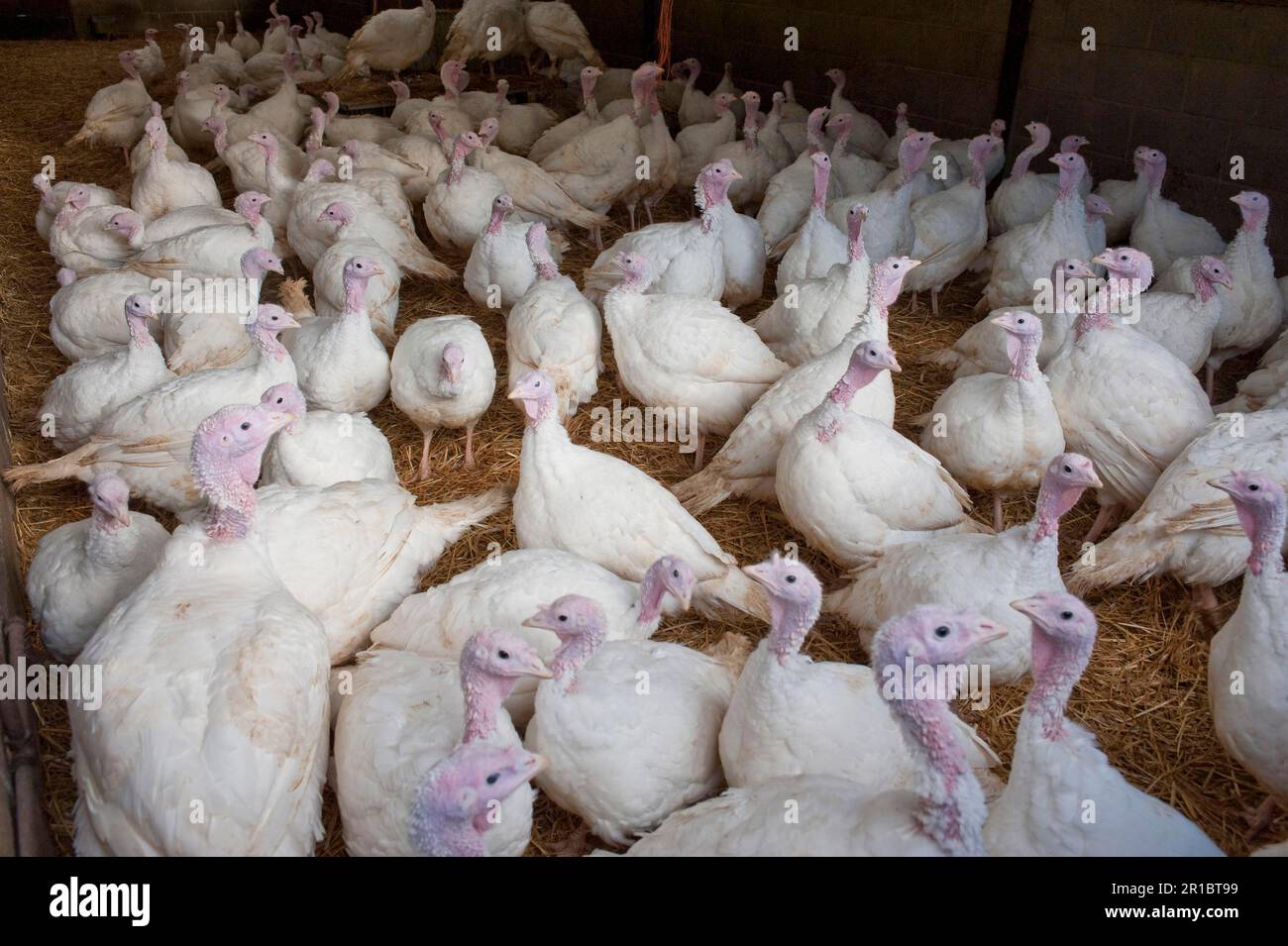 Turchia nazionale, mandria bianca, in piedi su biancheria da letto di paglia in capannone, Lancashire, Inghilterra, inverno Foto Stock